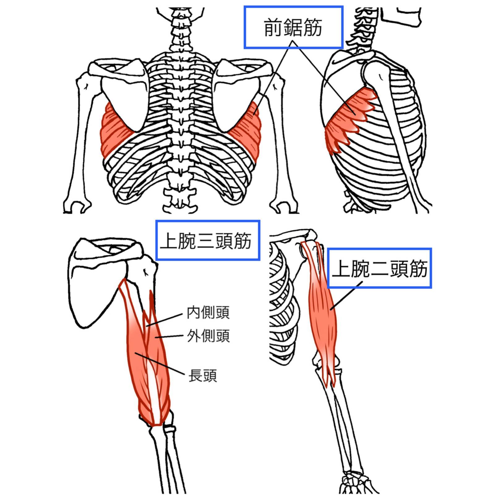 筋肉