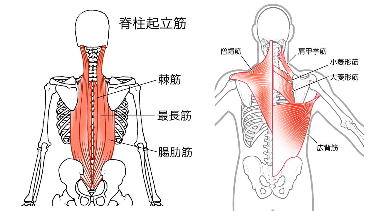 背筋