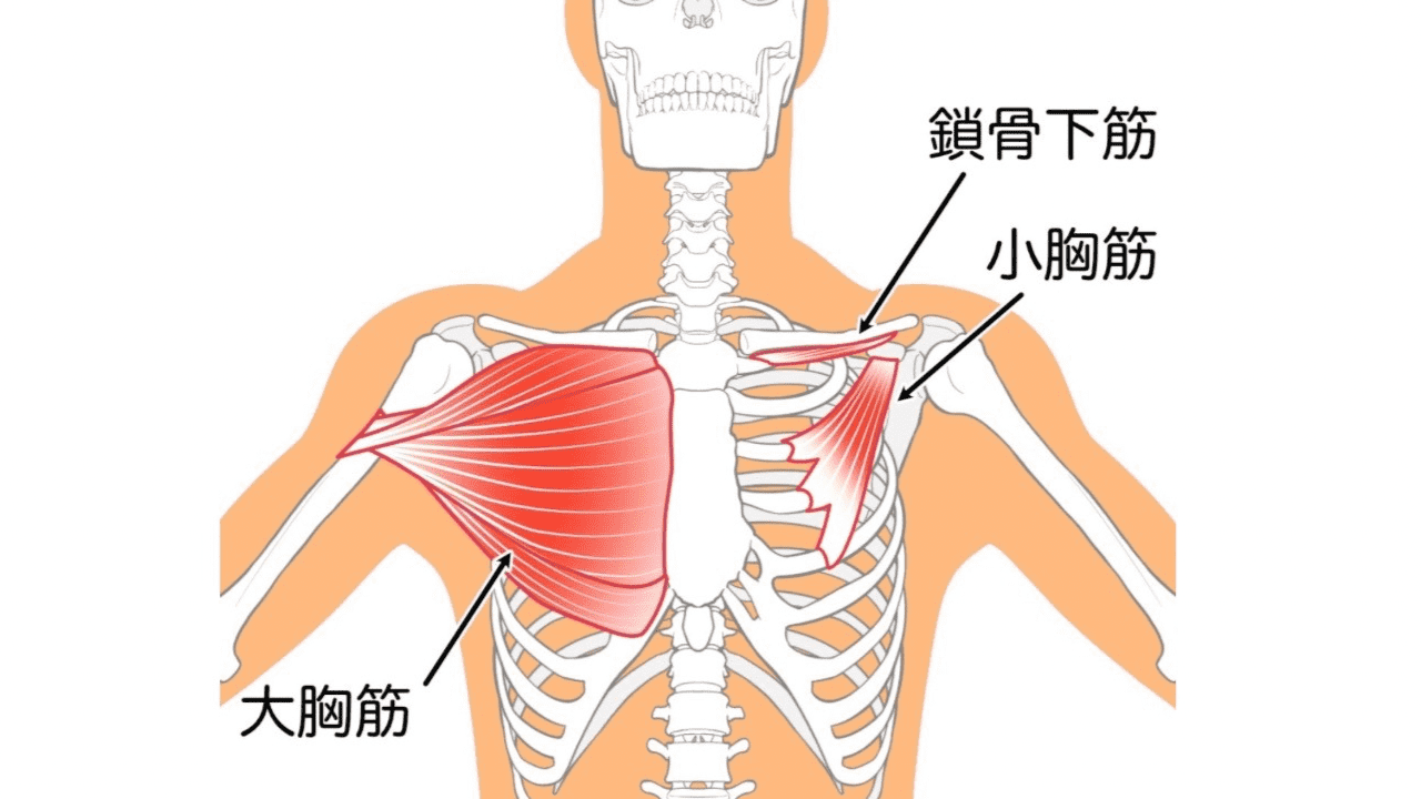 大胸筋