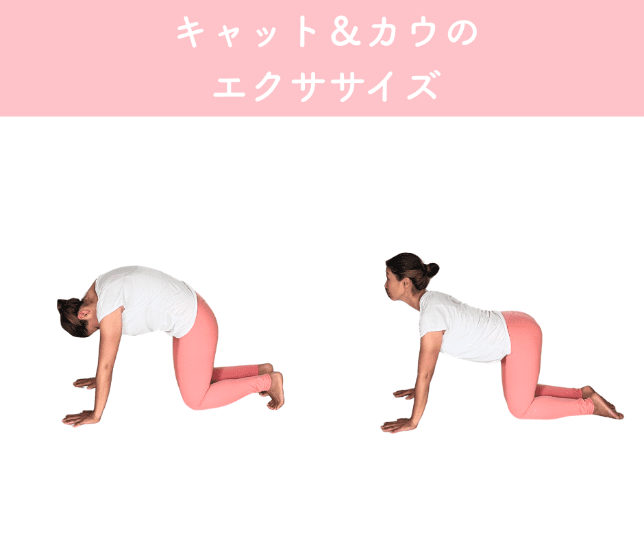 キャット＆カウエクササイズ