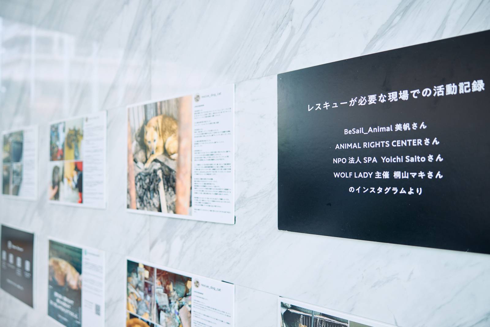 オシャレな譲渡会