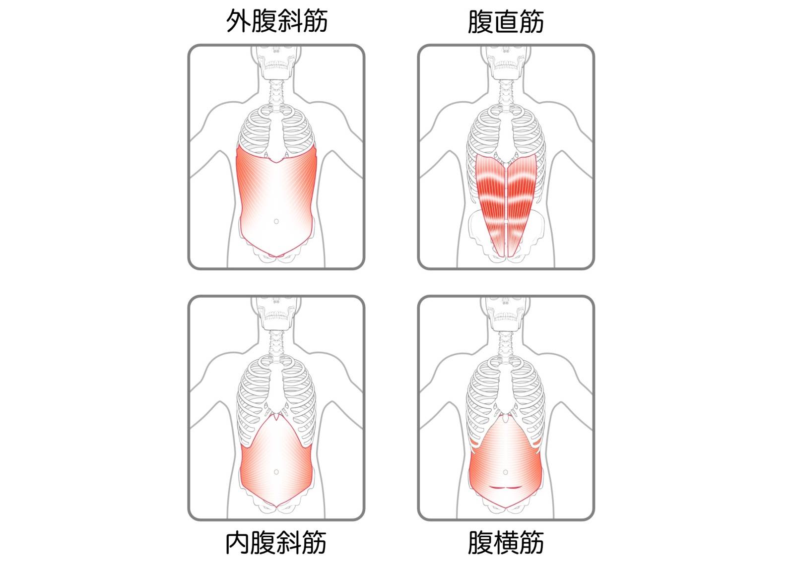 腹筋