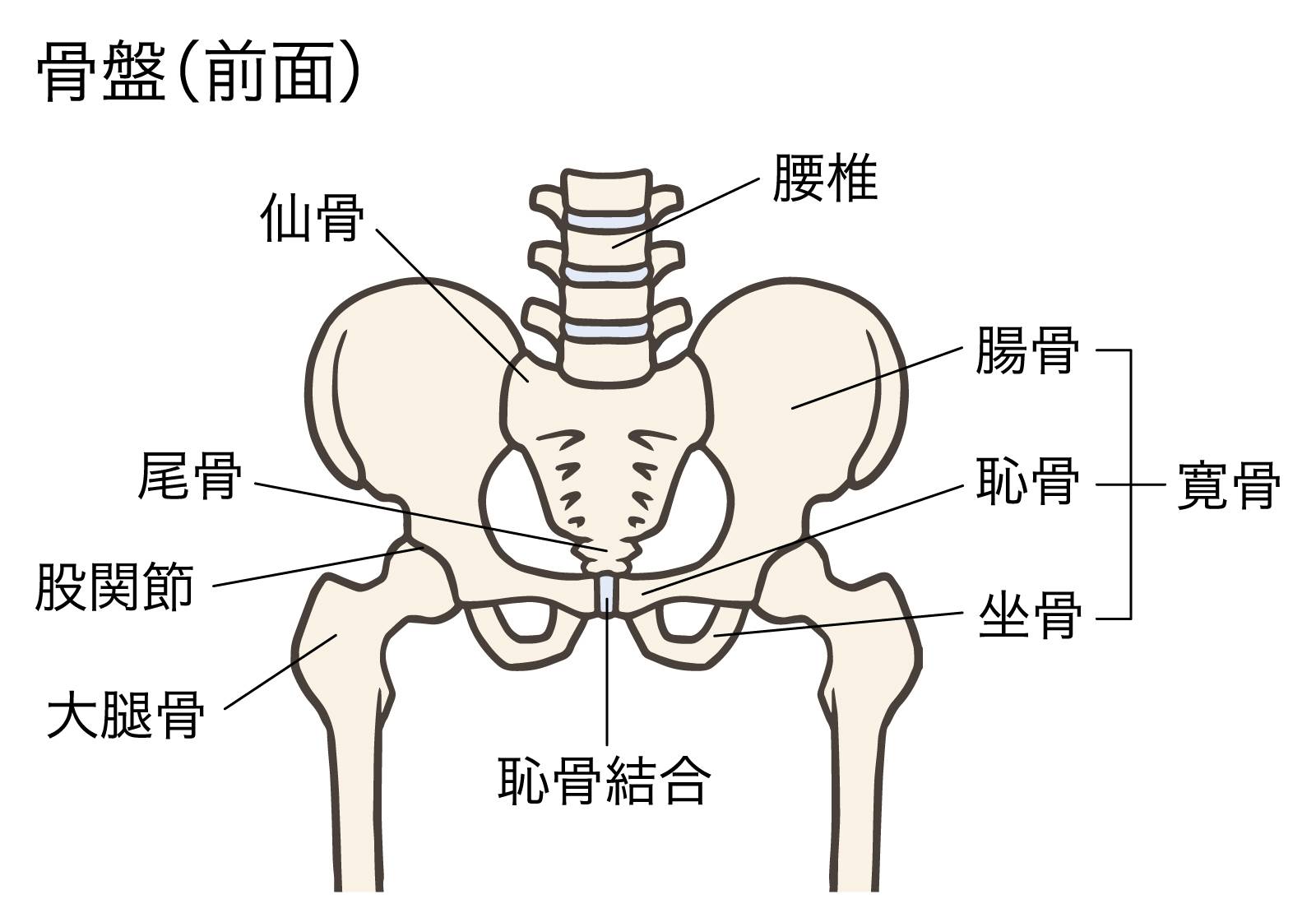 骨盤