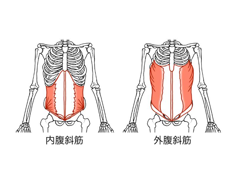 腹斜筋