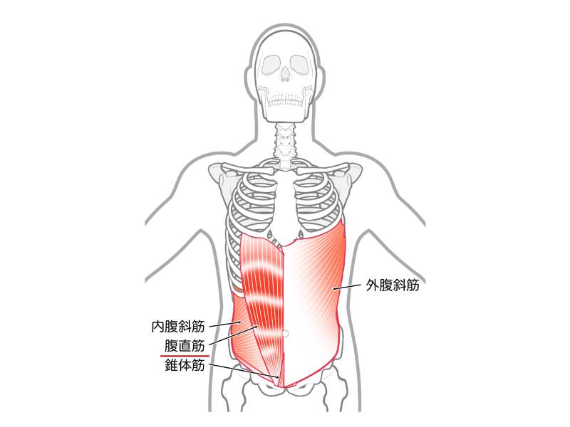 腹直筋