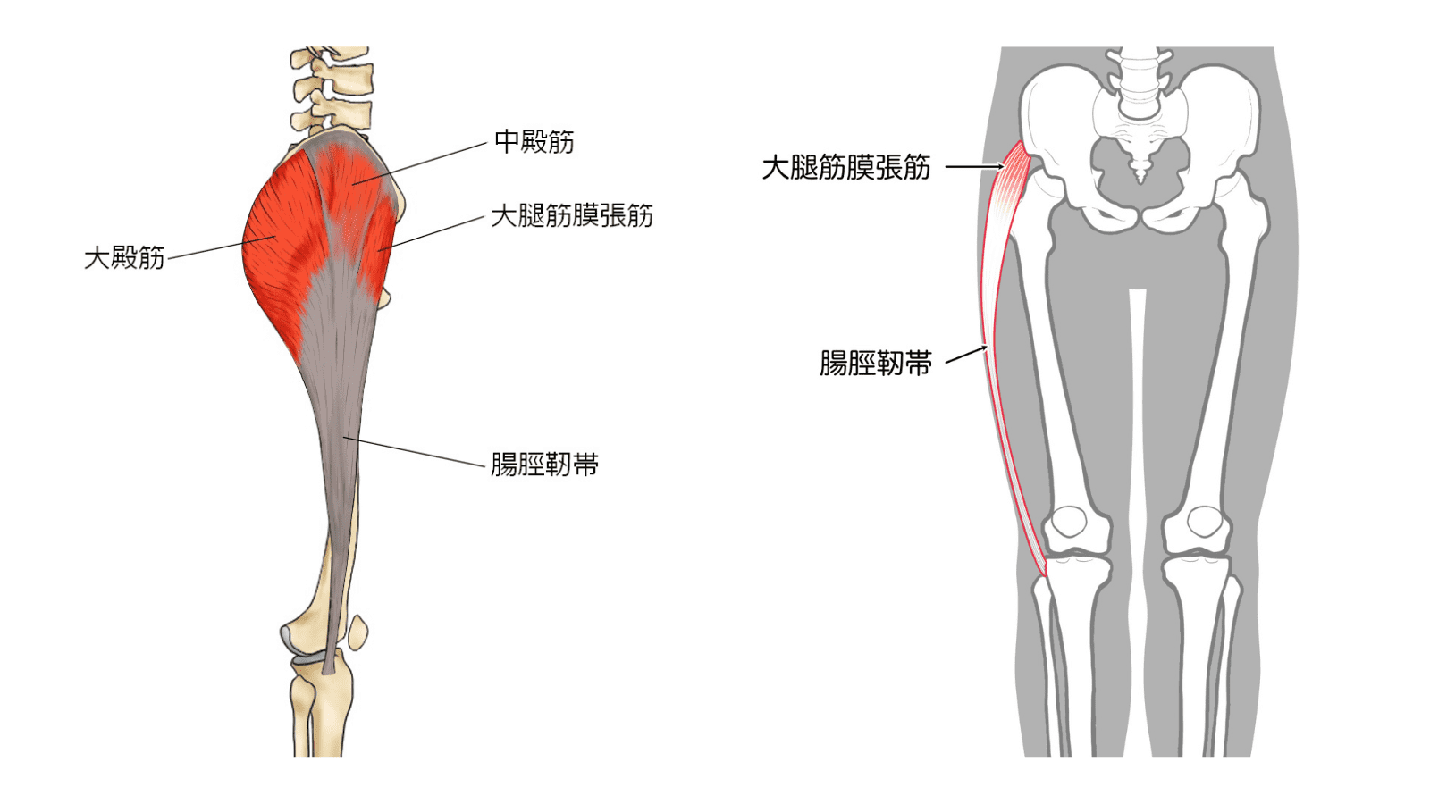 大腿筋膜張筋　腸脛靭帯　中殿筋　イラスト