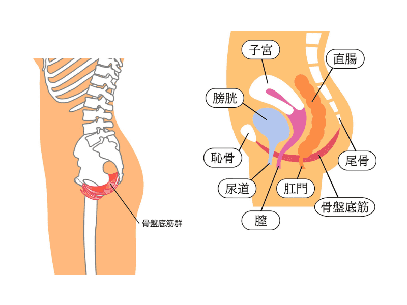 骨盤底筋