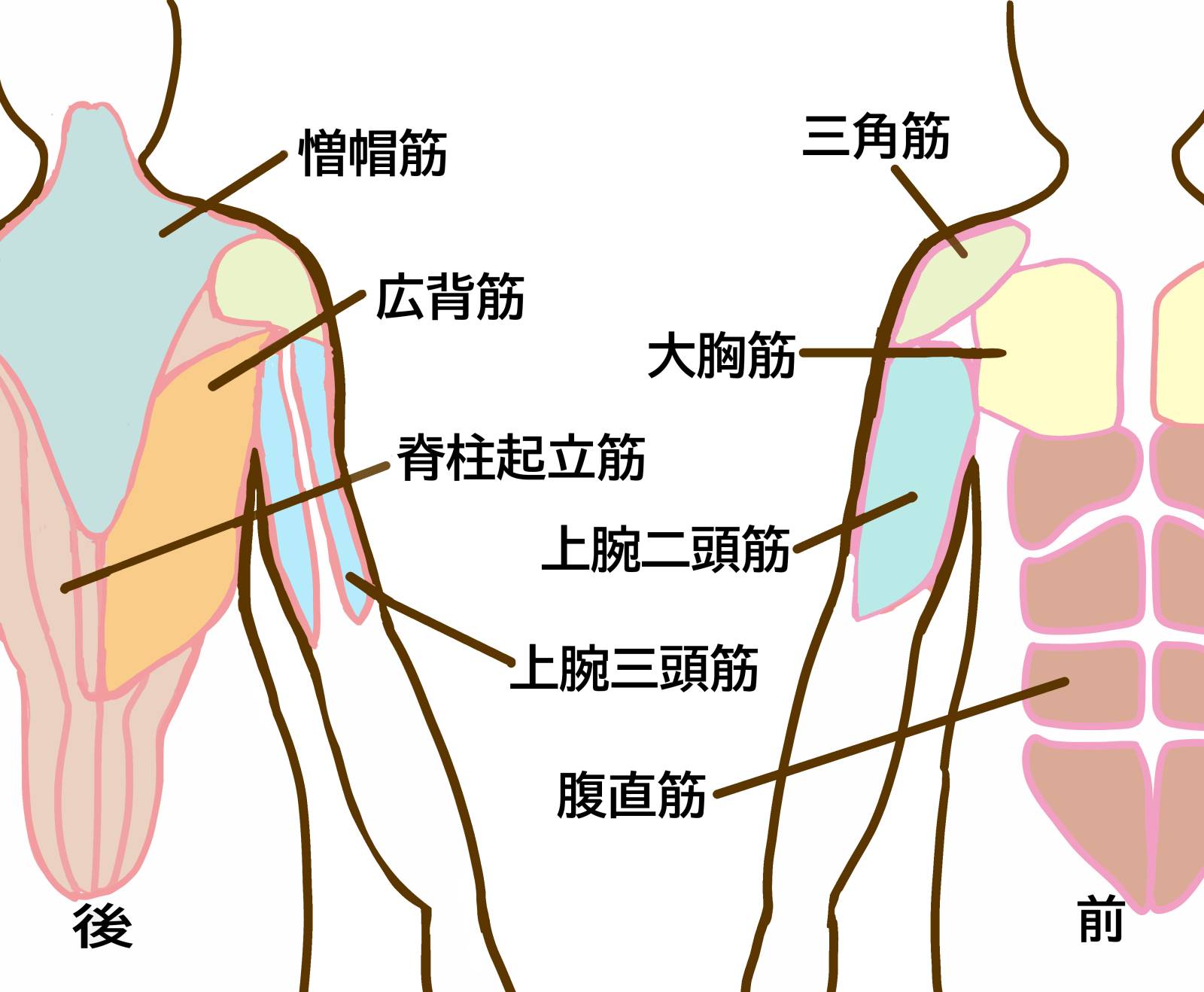 背中の筋肉