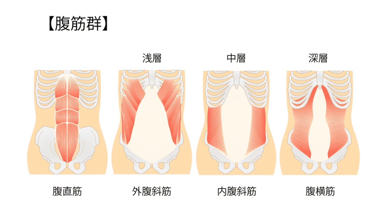 腹筋群