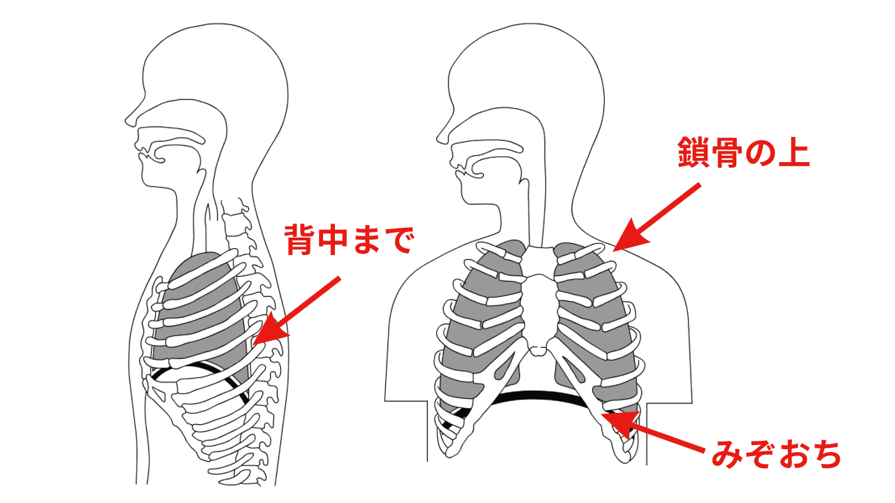 肺の位置