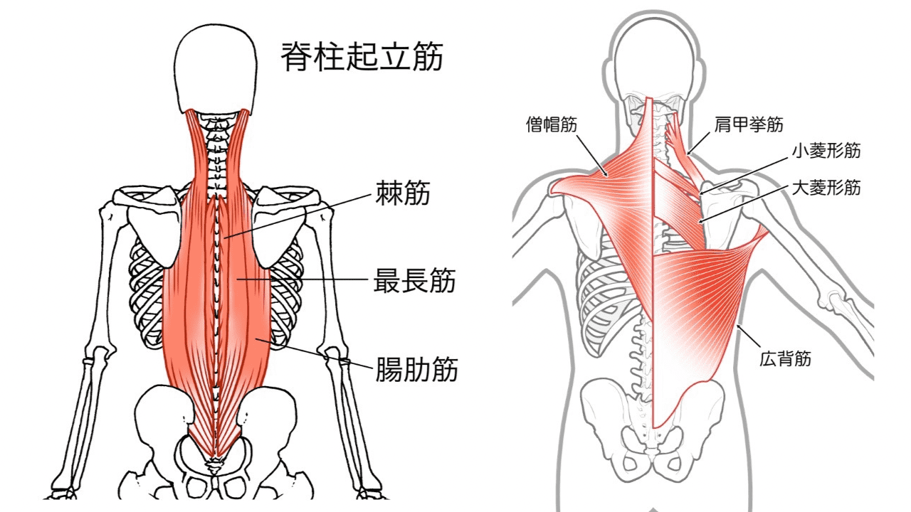 背中の筋肉