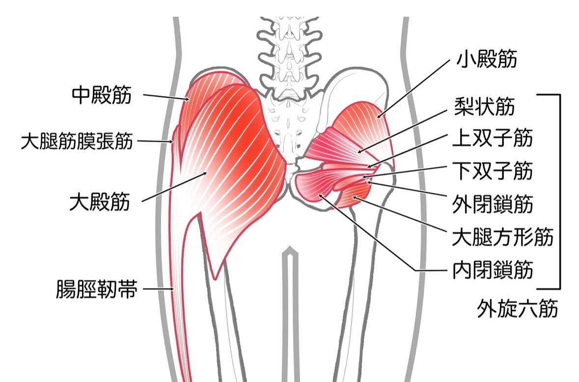 中臀筋1