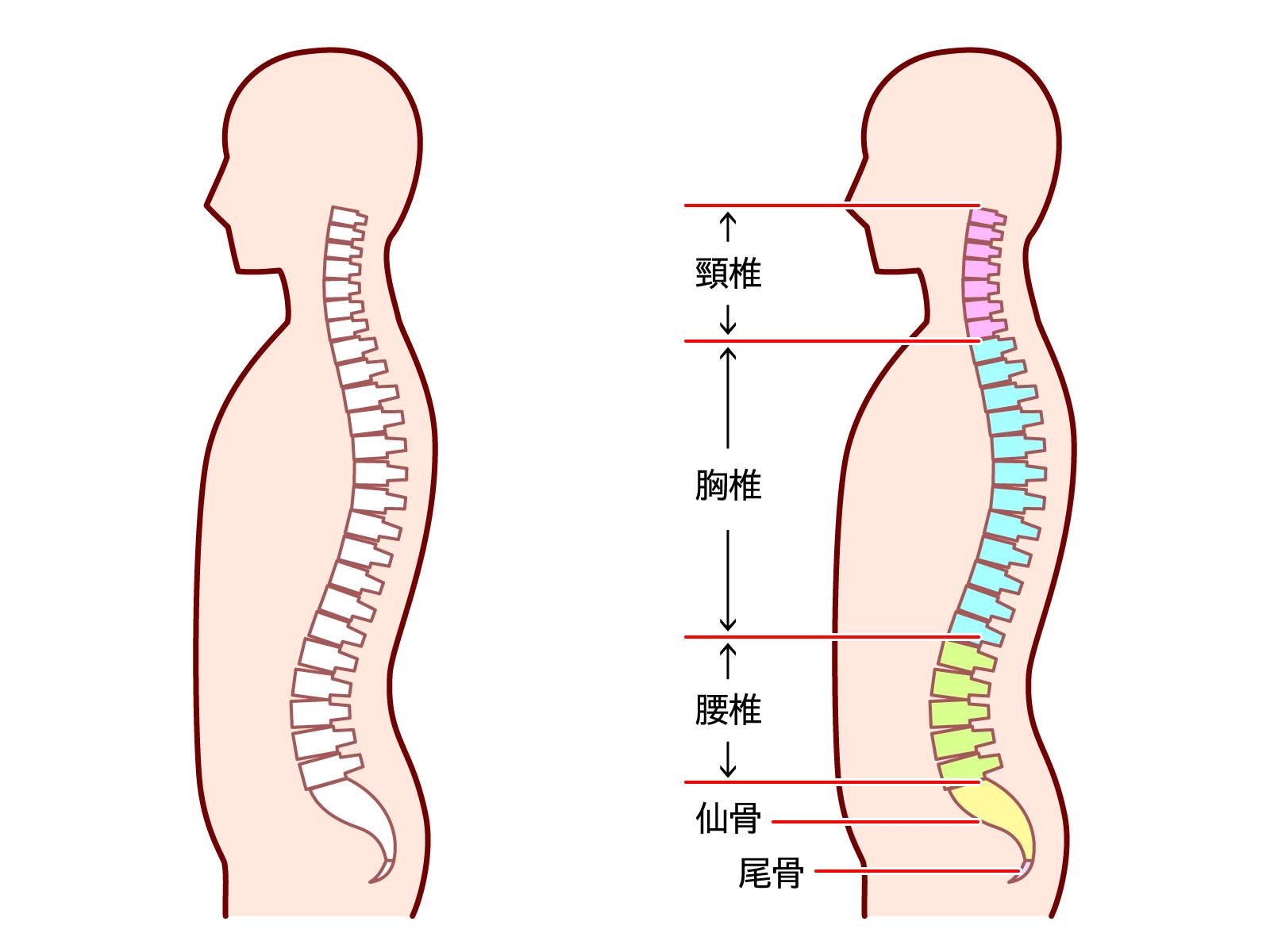 脊柱