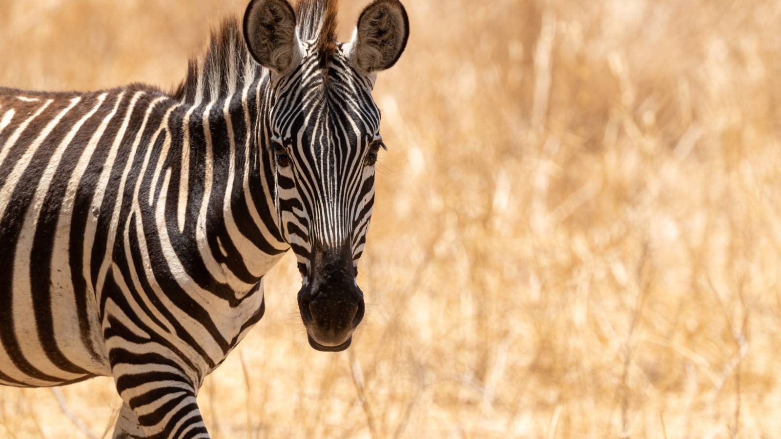  野生動物にはなぜトラウマがない？緊張を自らリセットする脳と身体の生理反応「ディスチャージ」とは 