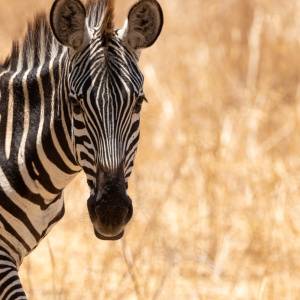 野生動物にはなぜトラウマがない?緊張を自らリセットする脳と身体の生理反応「ディスチャージ」とは