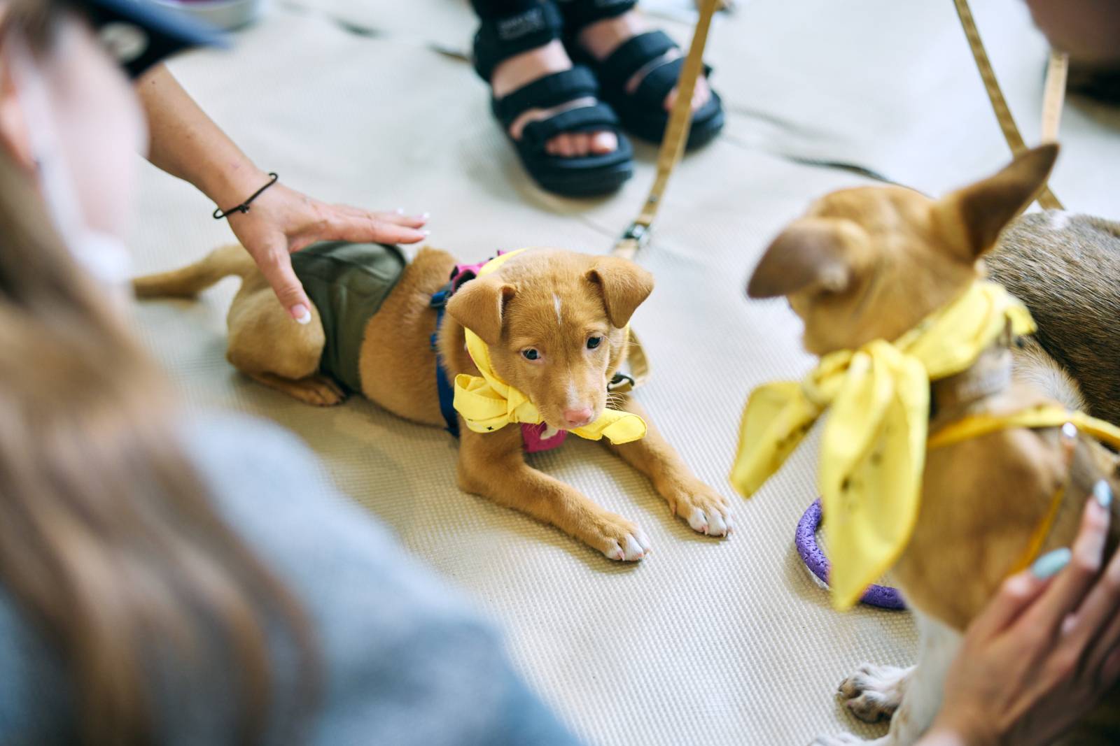 保護犬