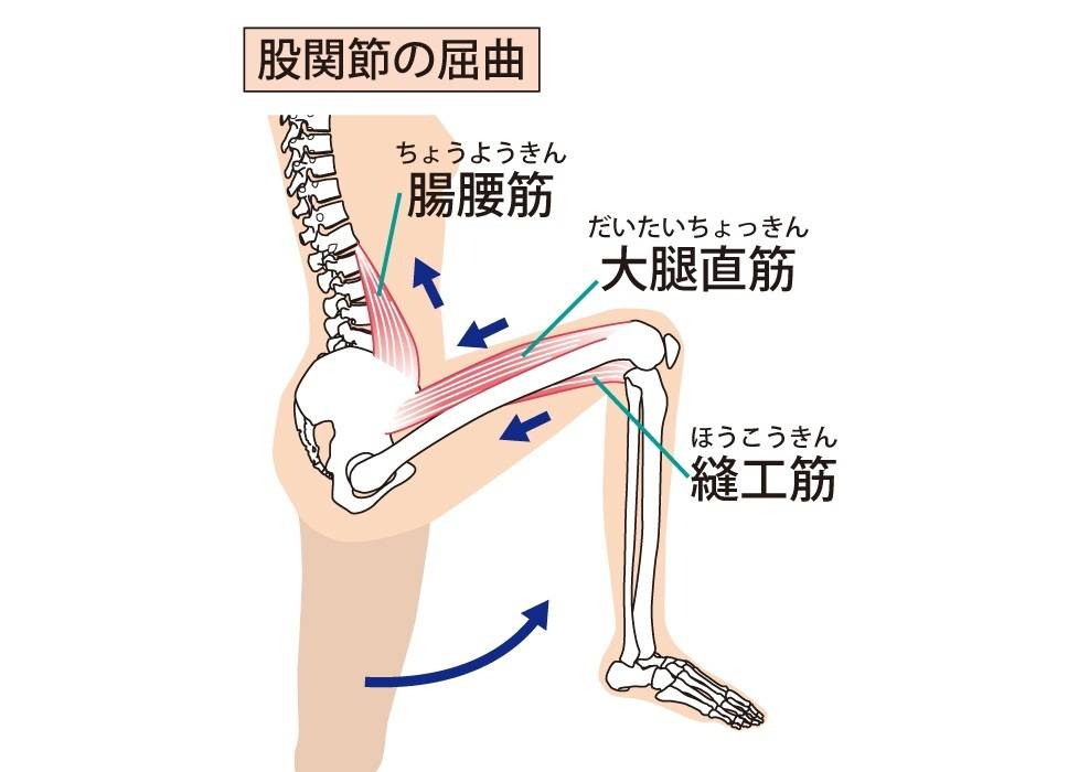 股関節