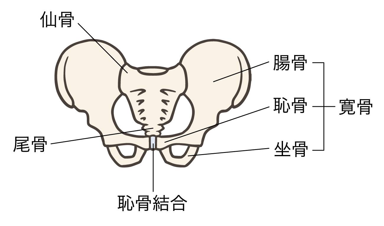 仙骨