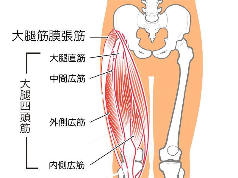 大腿四頭筋・大腿筋膜張筋