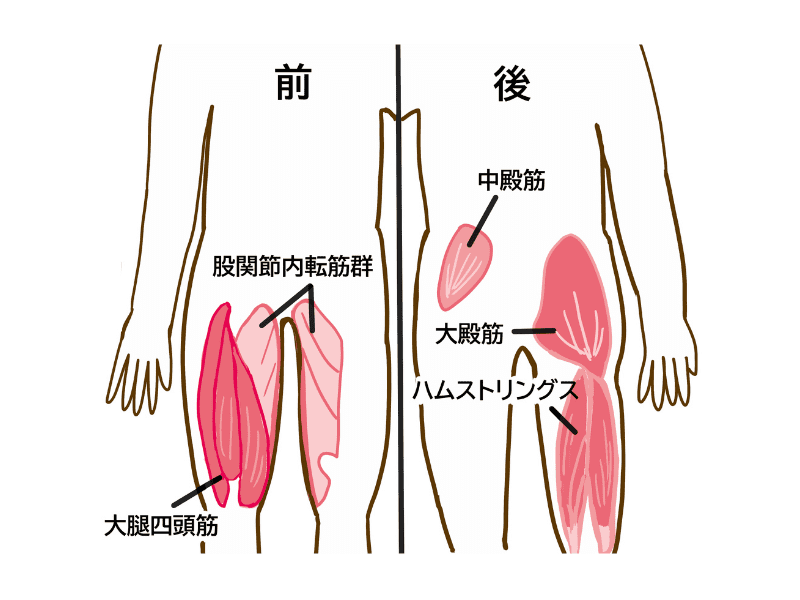 下半身の筋肉
