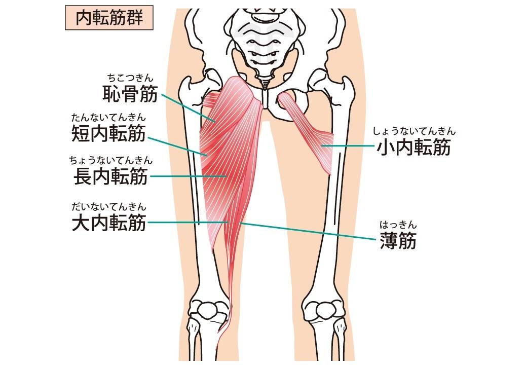 内もも