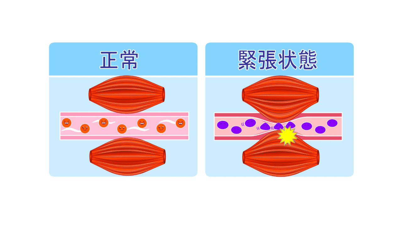 筋肉の血流
