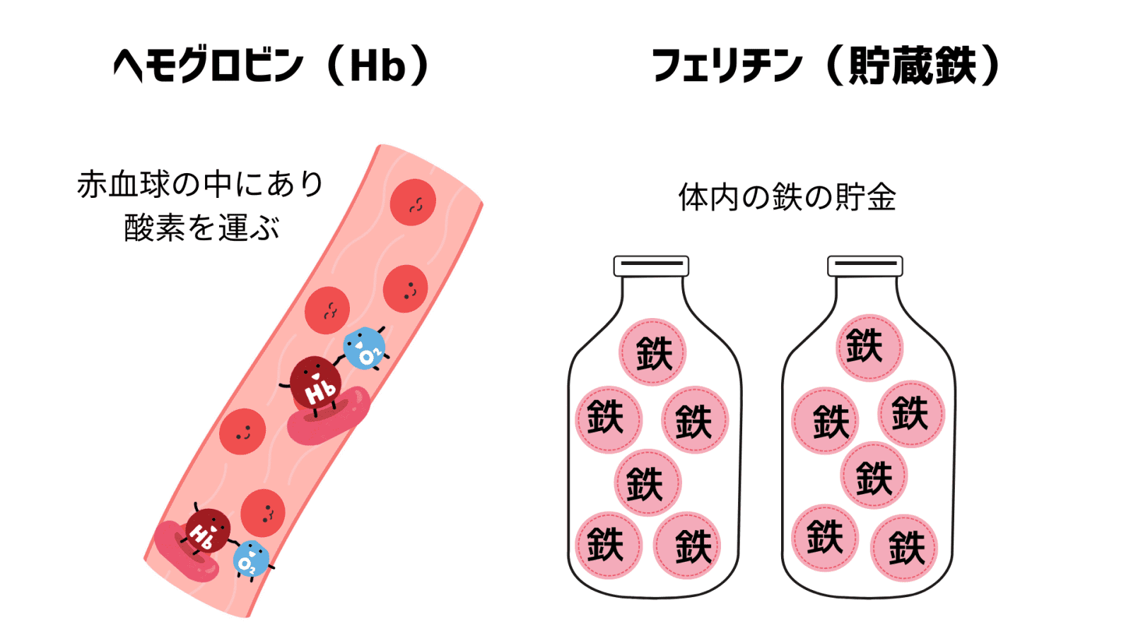 フェリチンと鉄の違いのイラスト