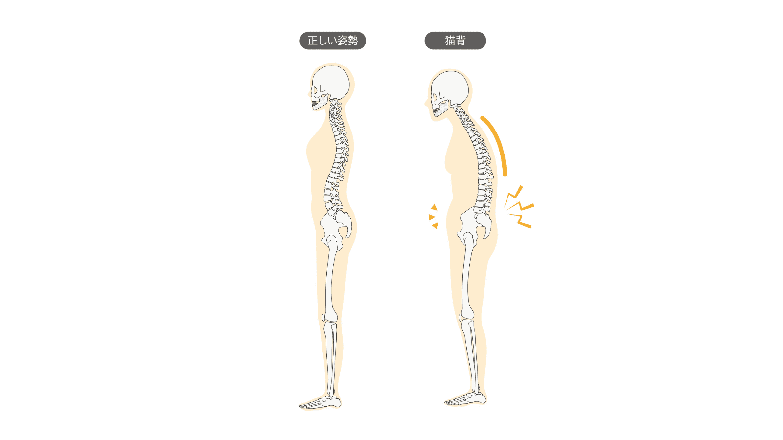 胸椎の動き