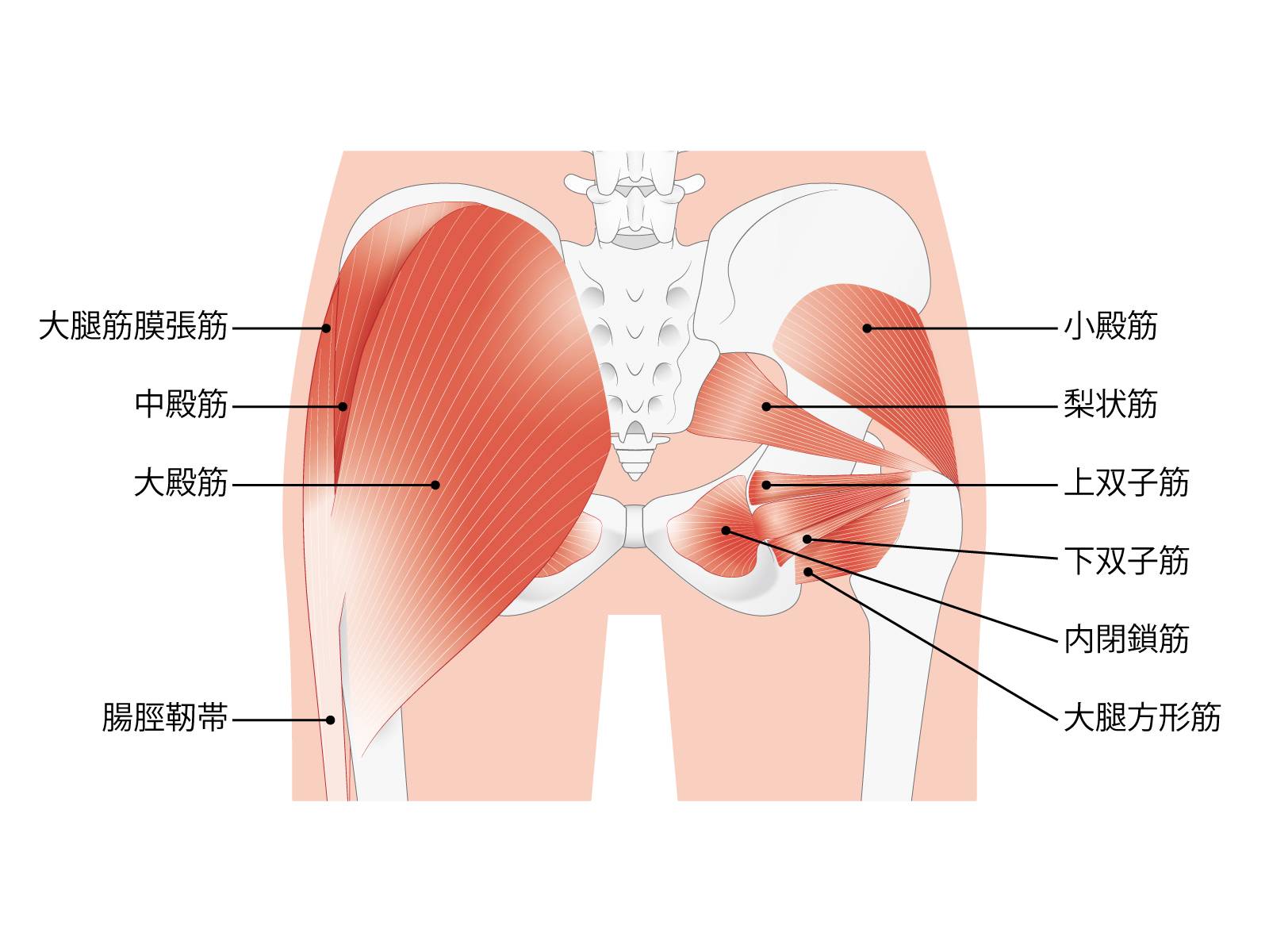 大殿筋