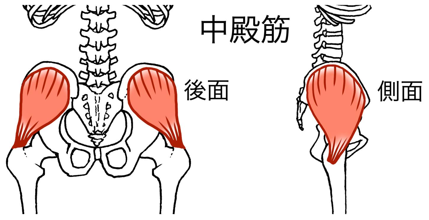 中殿筋