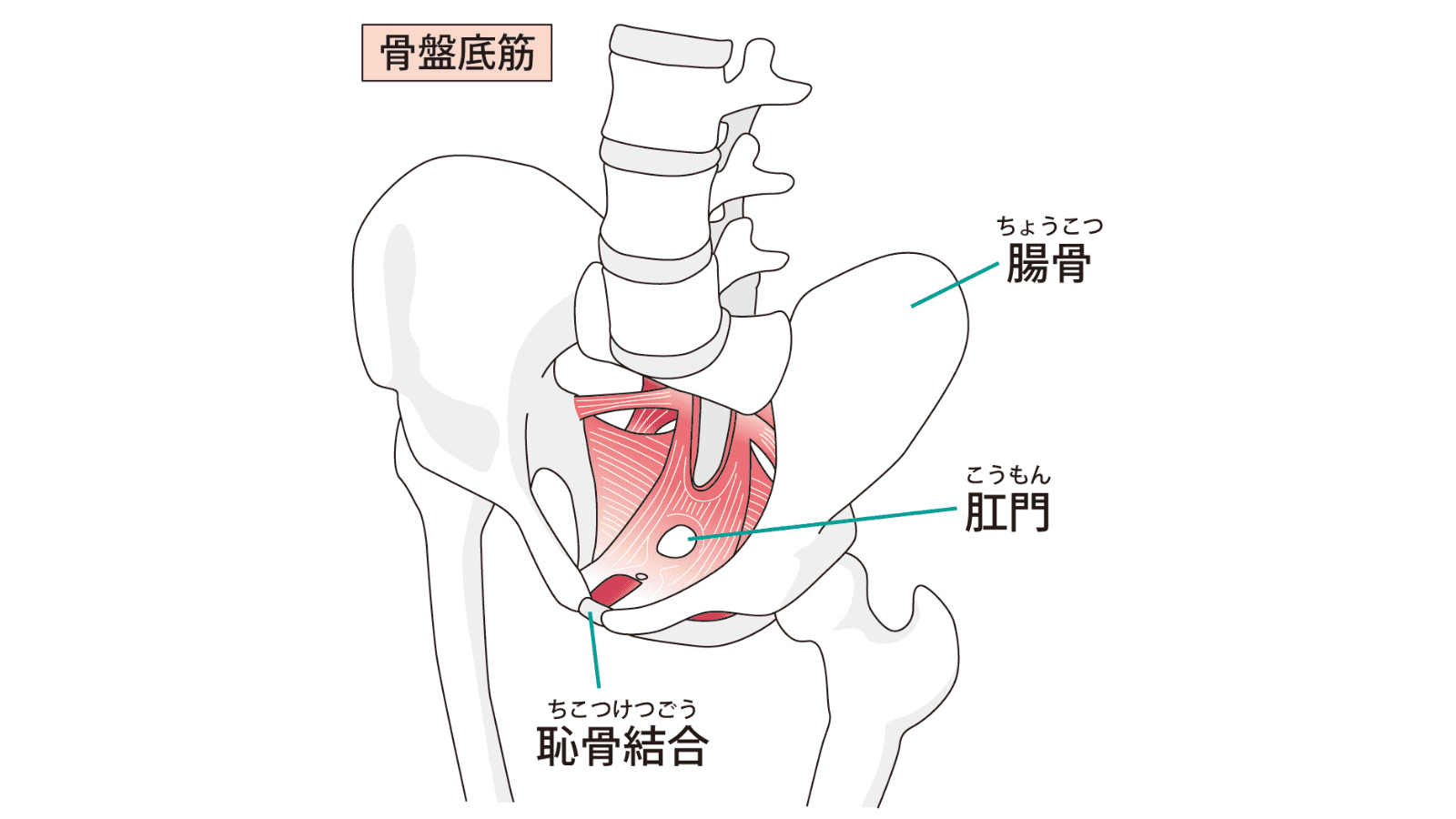 骨盤底筋　イラスト