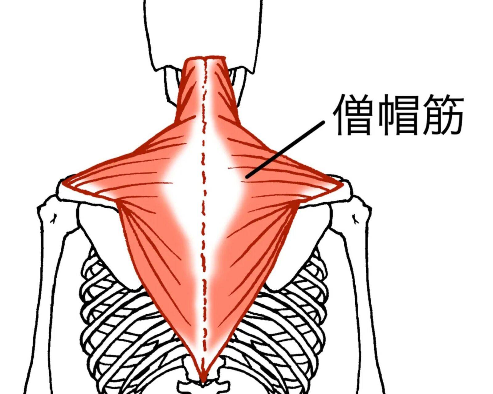 僧帽筋