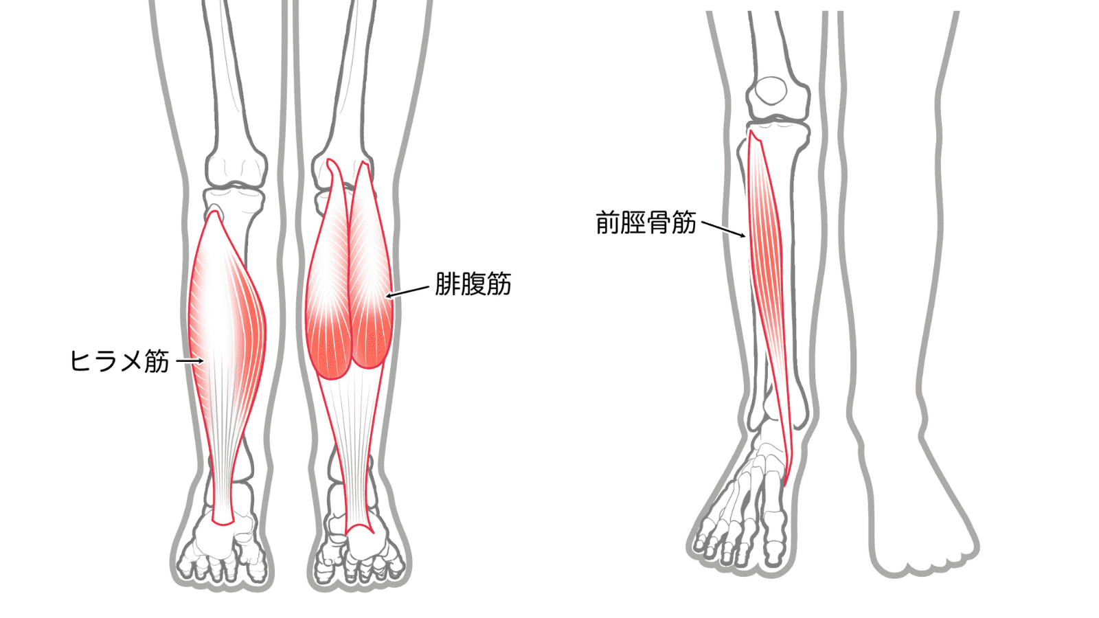 下腿の筋肉　イラスト
