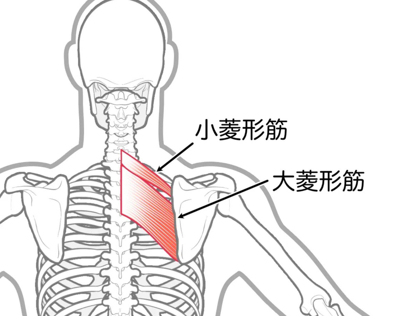 菱形筋