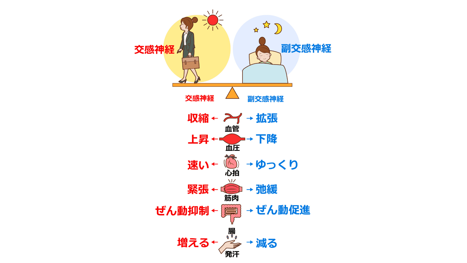 自律神経