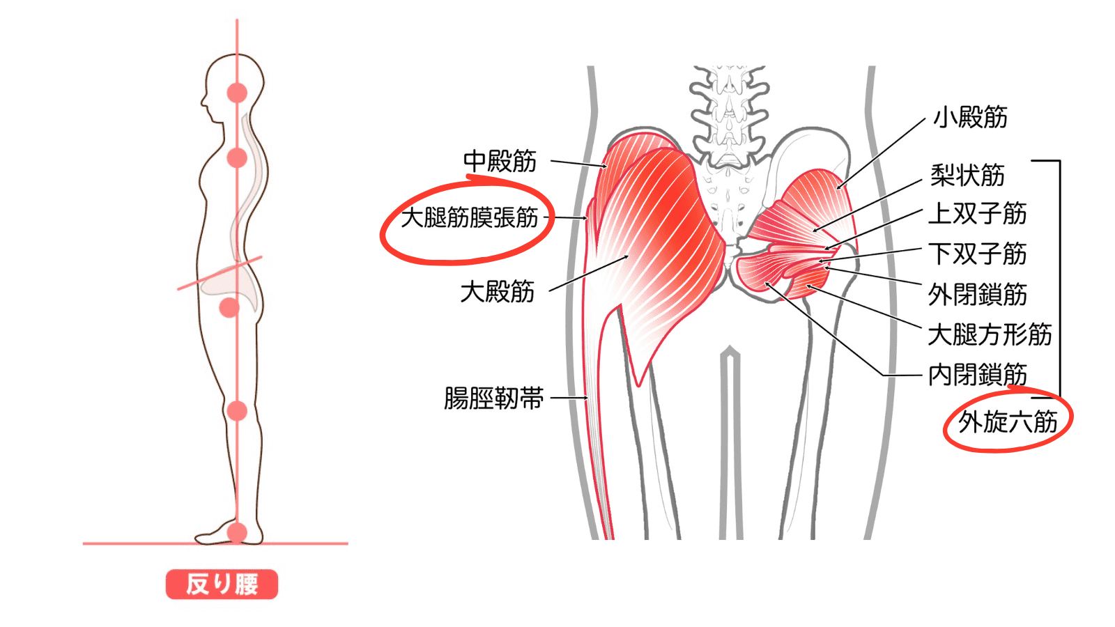 イラスト　大腿筋膜張筋　外旋６筋