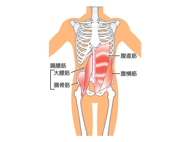 腹横筋と腸腰筋