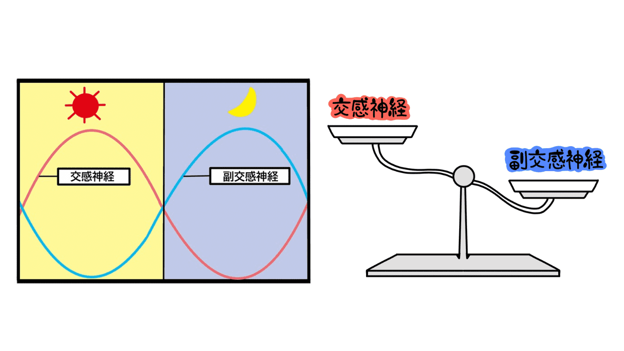 自律神経