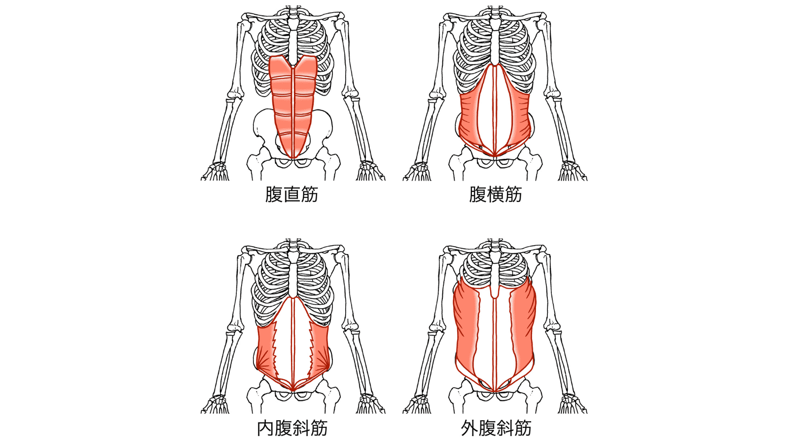 腹筋群