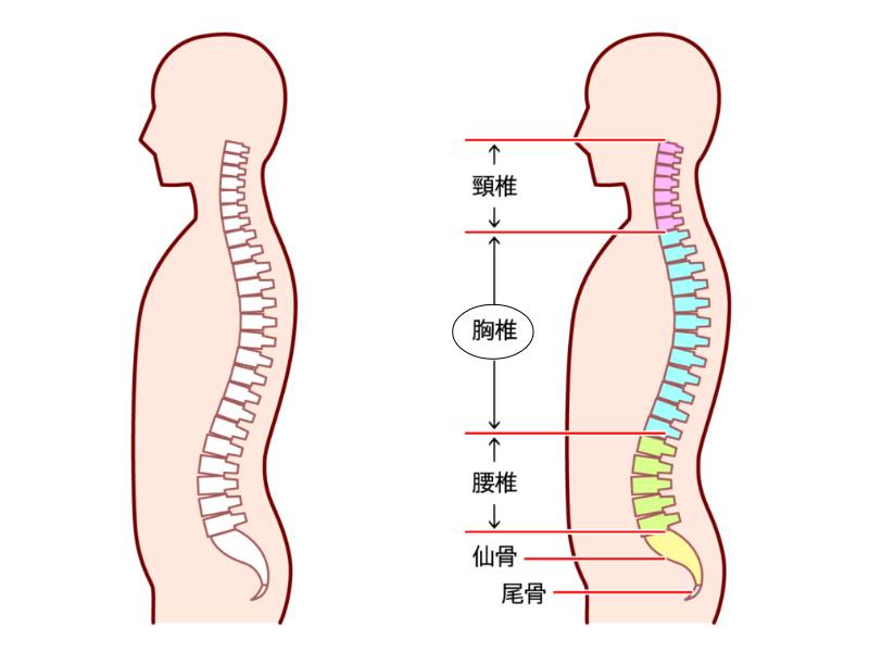 胸椎