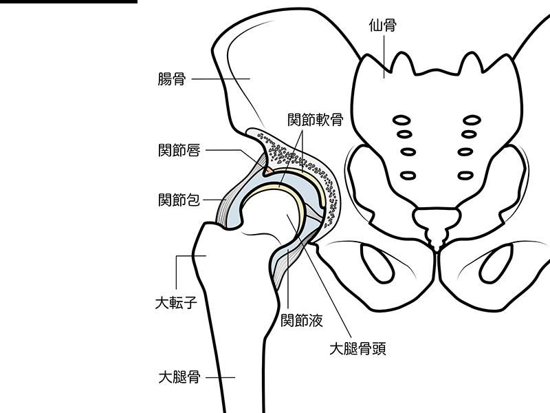股関節