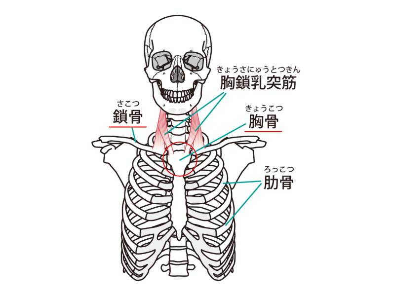 胸鎖関節