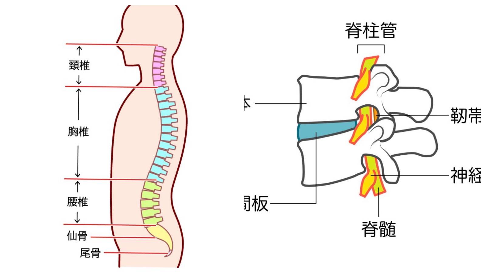 脊柱