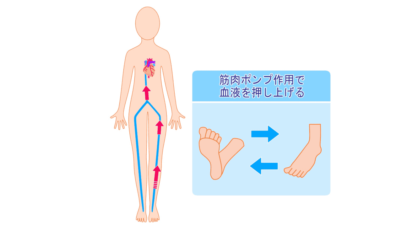 下肢ポンプ