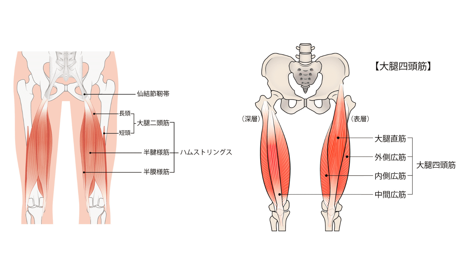 イラスト　ハムストリングス　大腿四頭筋