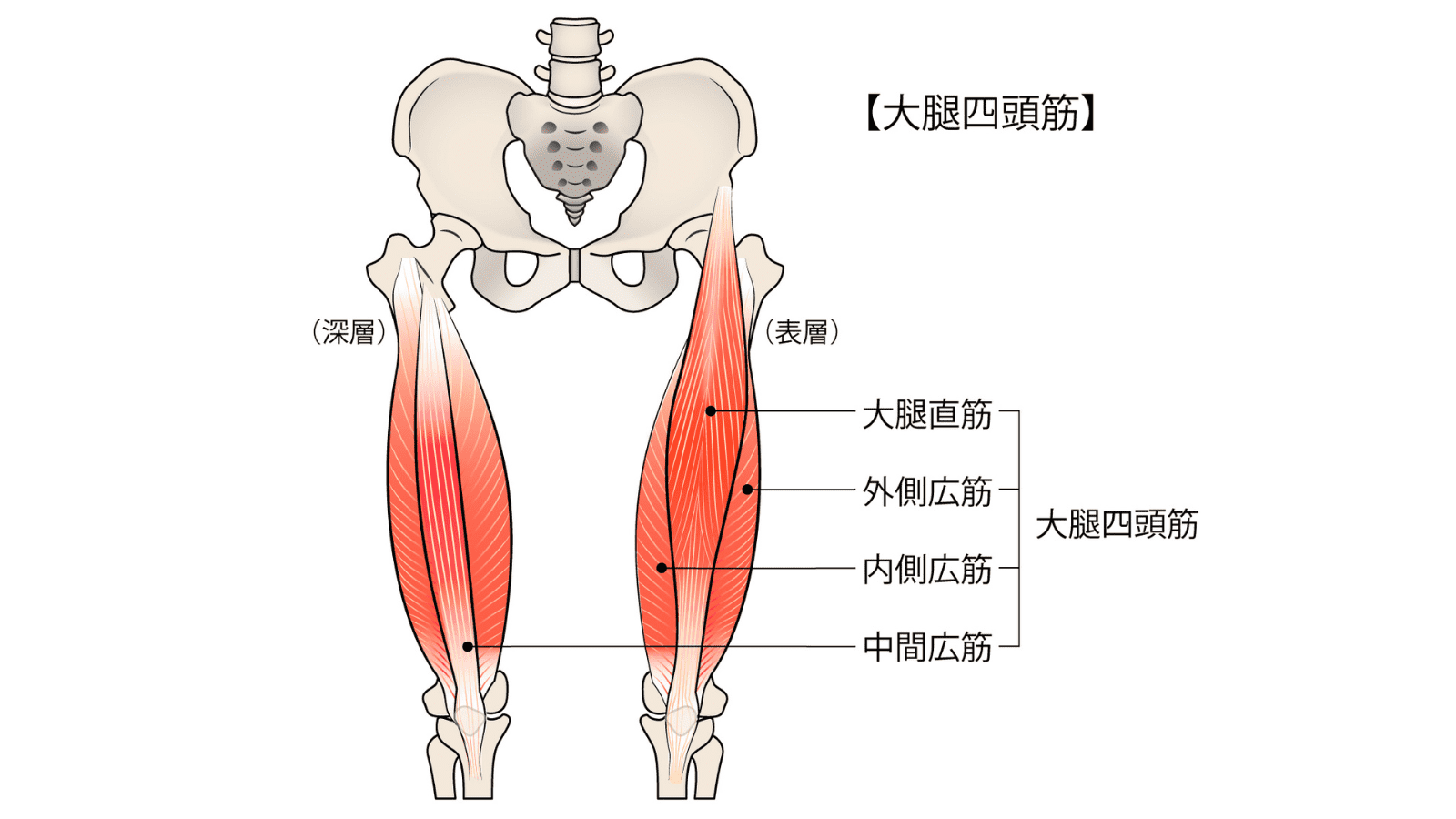 イラスト　大腿四頭筋