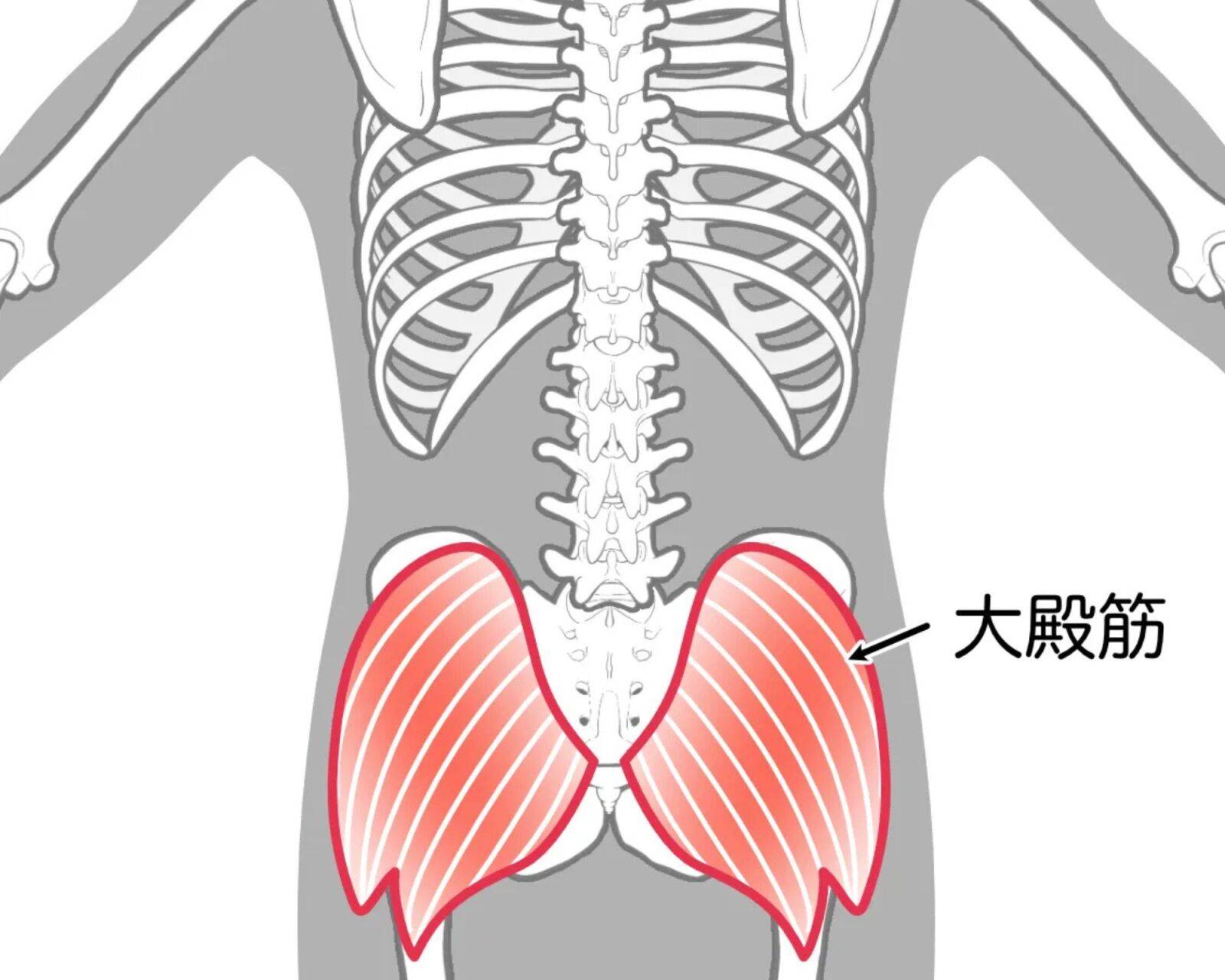 大臀筋