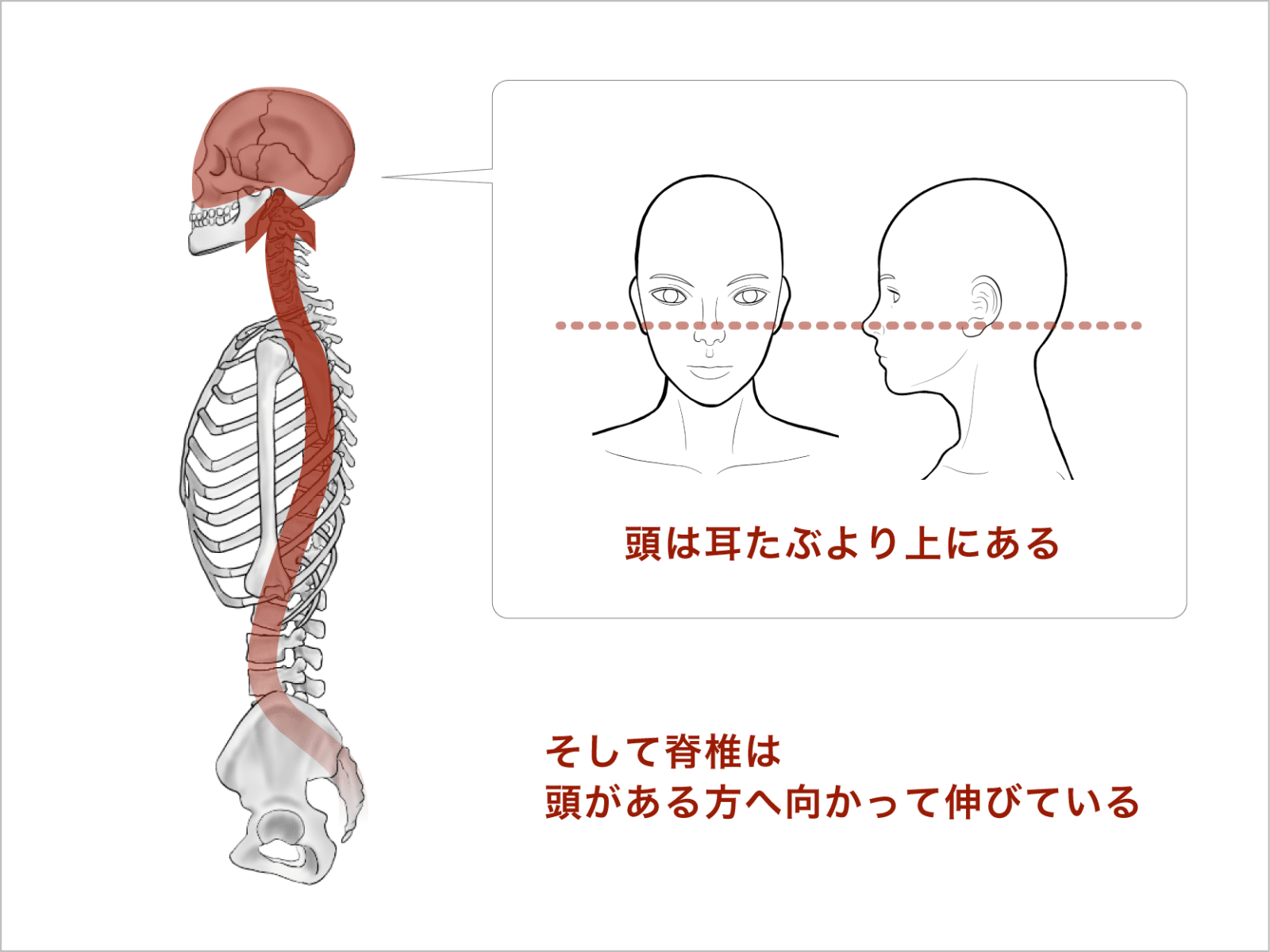 頭と脊椎のイメージ