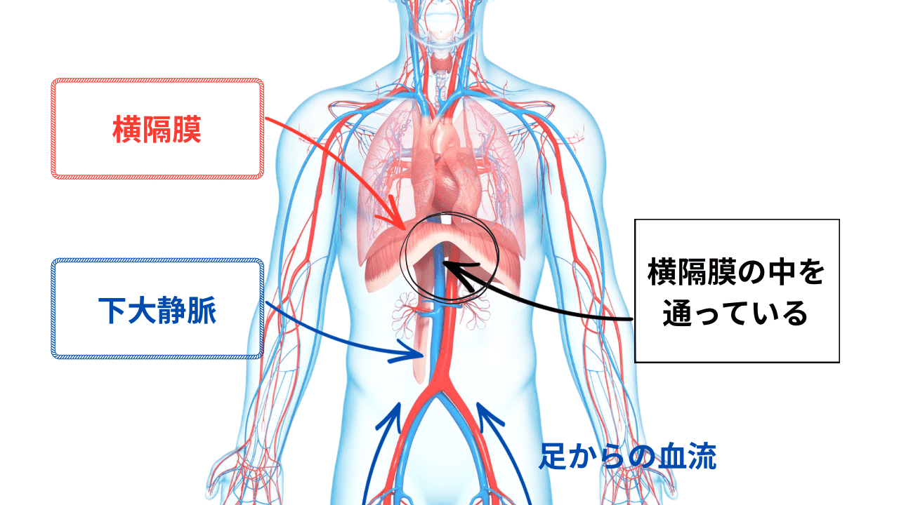 下大静脈