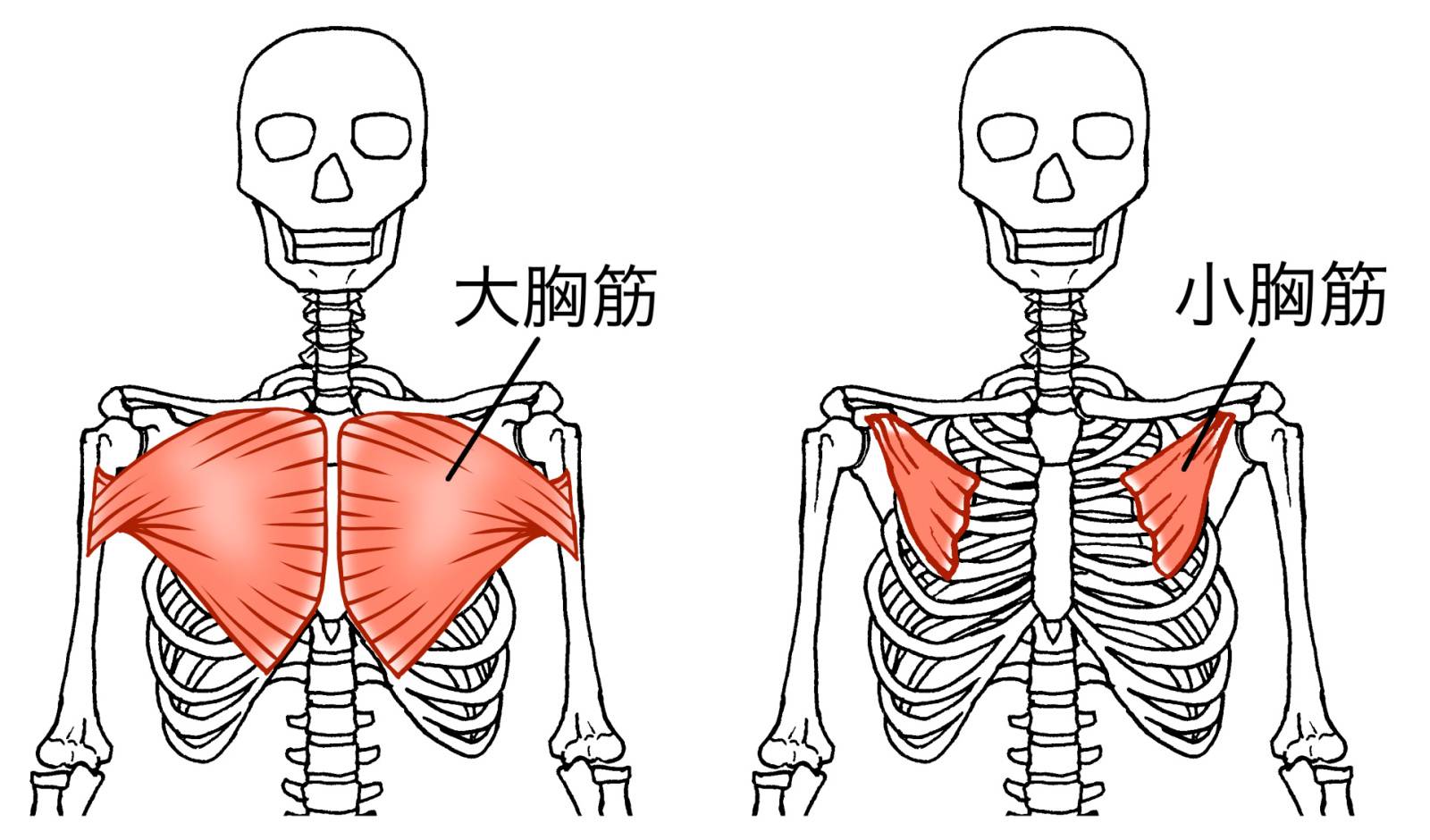 胸筋